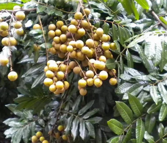 Bulk Feature tea sweet Natural shelled dried fruits meat Longan Pulps