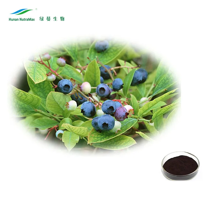 Plant Extract Bulk European Bilberry Extract Powder 4:1 to 20:1