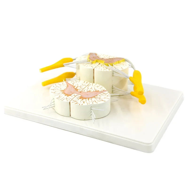 Detailed anatomical human anatomy model Vertebral and Partial Spinal Cord model