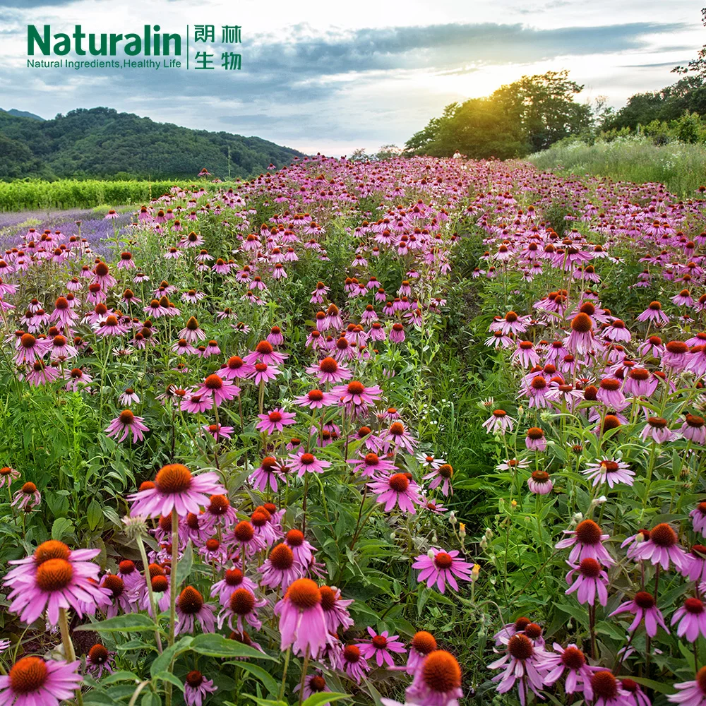 Naturalin Health Supplements  Echinacea purpurea (Linn.) Moench HPLC Detected Echinacea Herb Extract  Chicoric Acid
