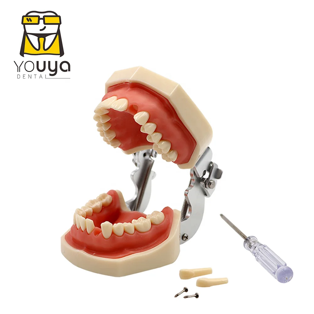 Human Anatomy 4 Times Medical Training Molar Pathology Teaching Nursing Care Model