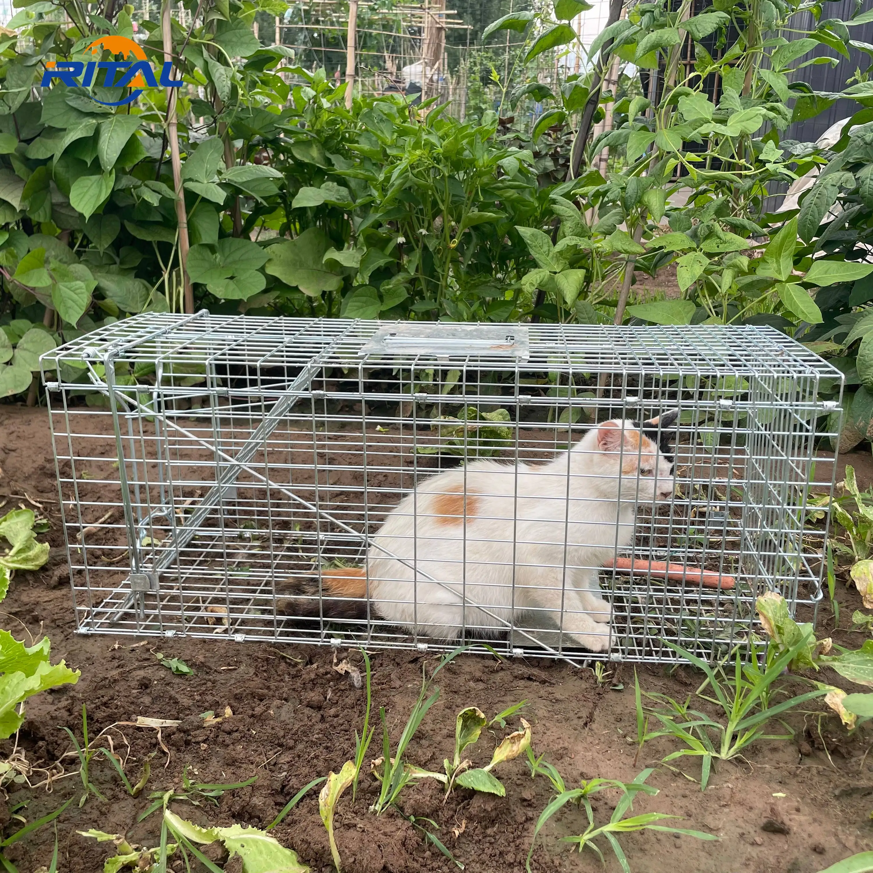 Humane Large Live Wild Animal Cage Trap for Pest Control Dog Coyote Fox Raccoon Mink Squirrel Possum Rabbit Feral Cat Trap Cage