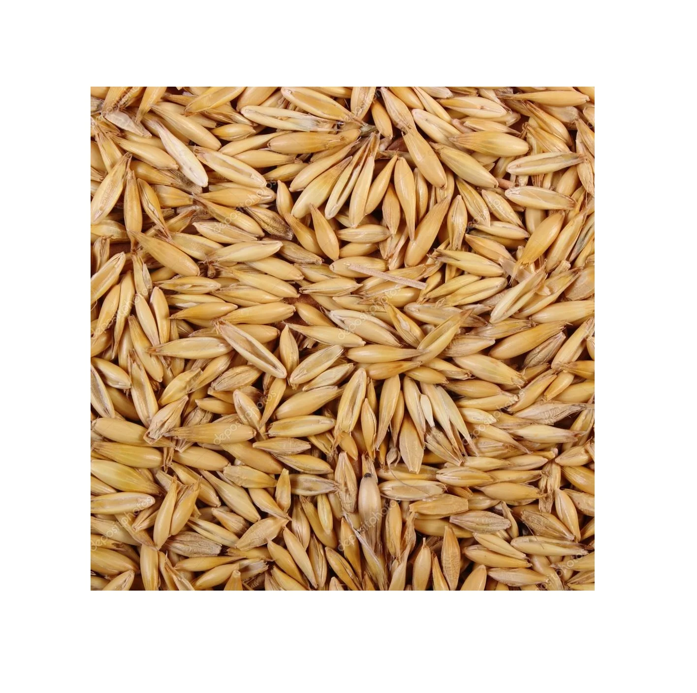 
High Quality Hot Seller Ukraine Original bulk yellow oats for sale 