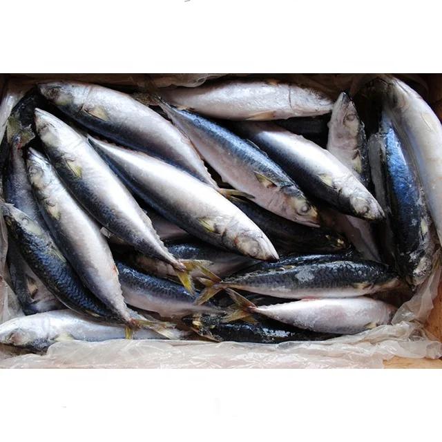 Высокое качество скумбрия и сардины рыбы