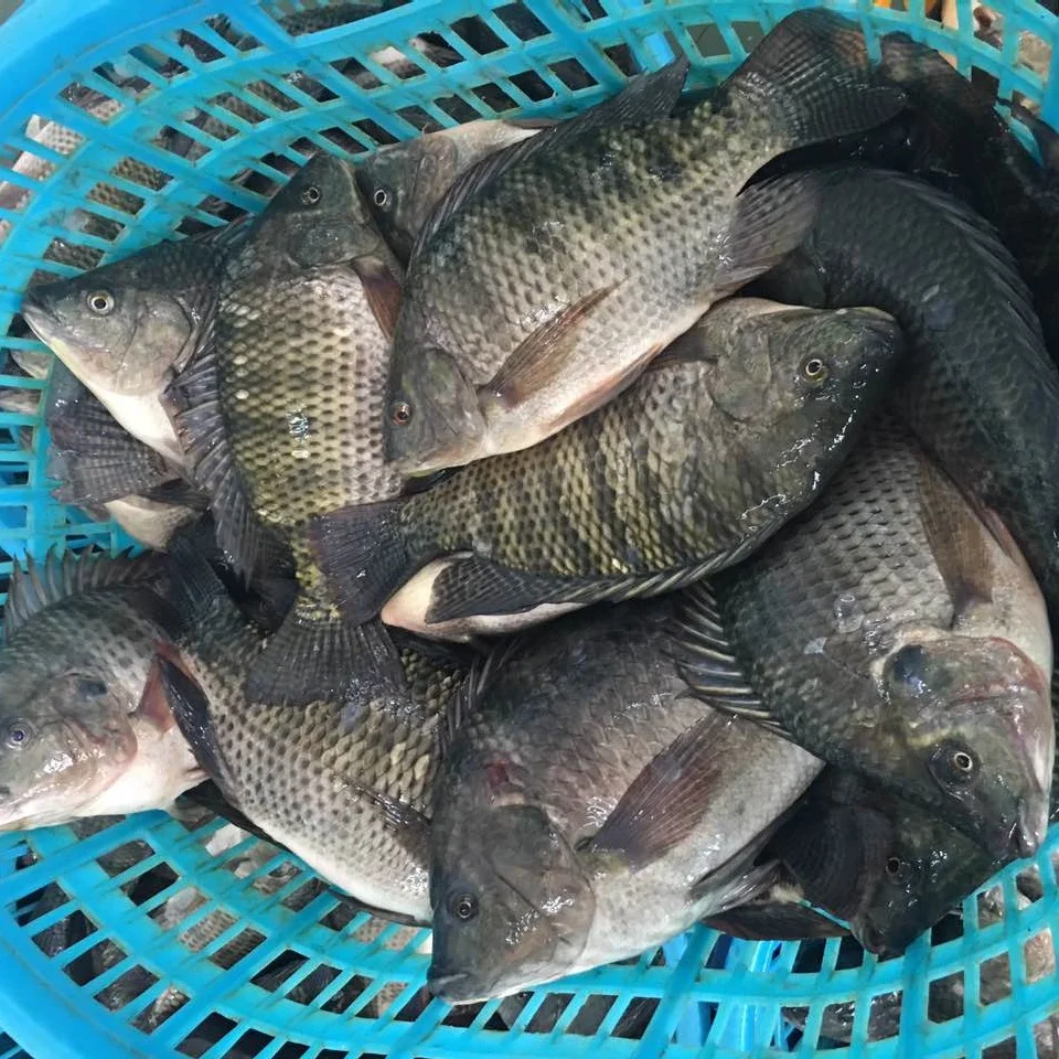 
Durable and high quality Tilapia Oreochromis Niloticus Frozen tilapia for sale 