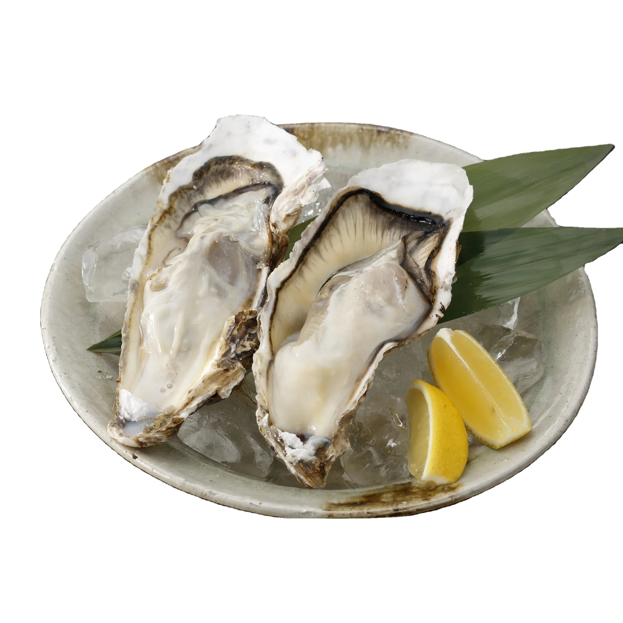
Whole Shell Oysters Natura Large Freshwater Oysters For Health 