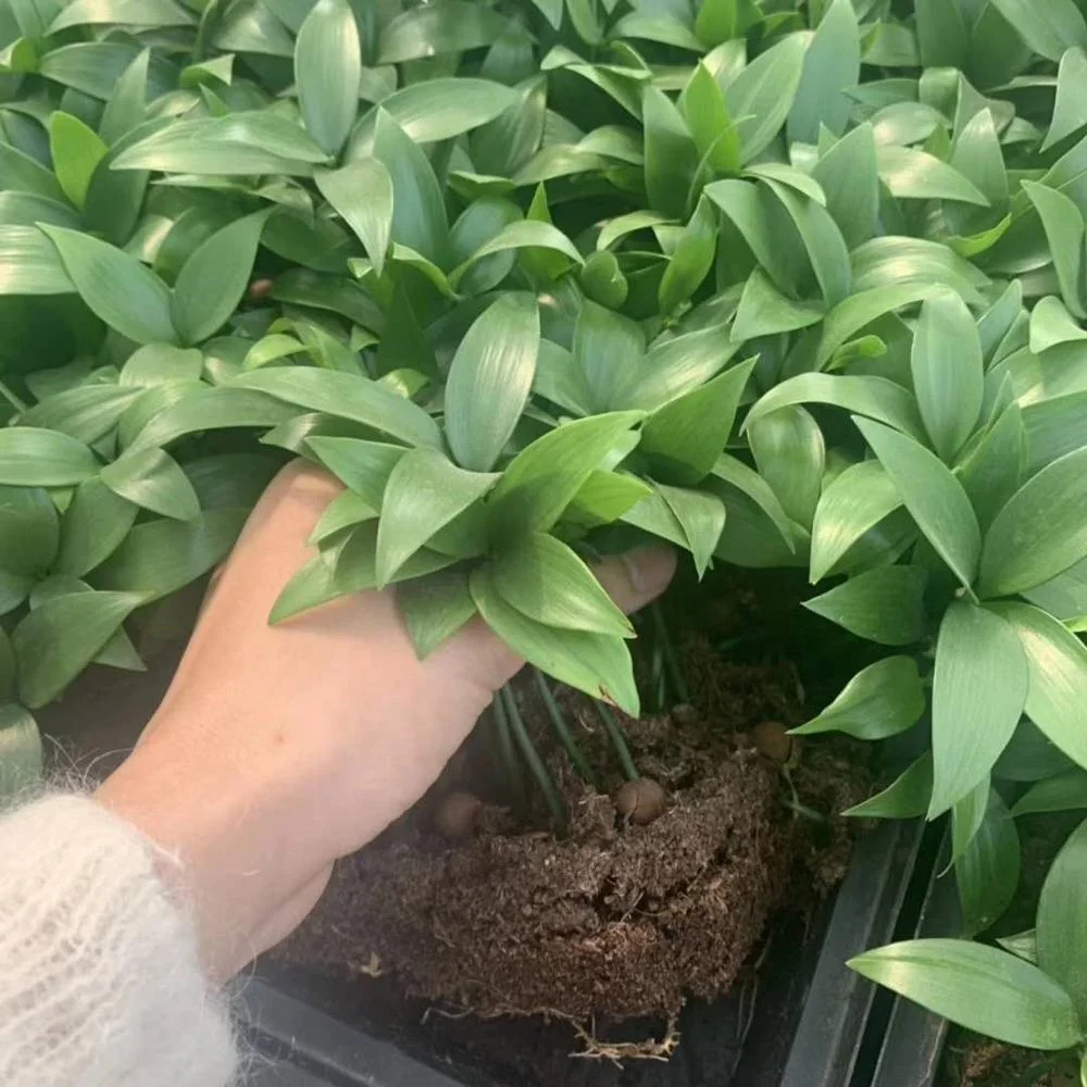 Garden&indoor decorative green plant Bamboo Plant seedlings