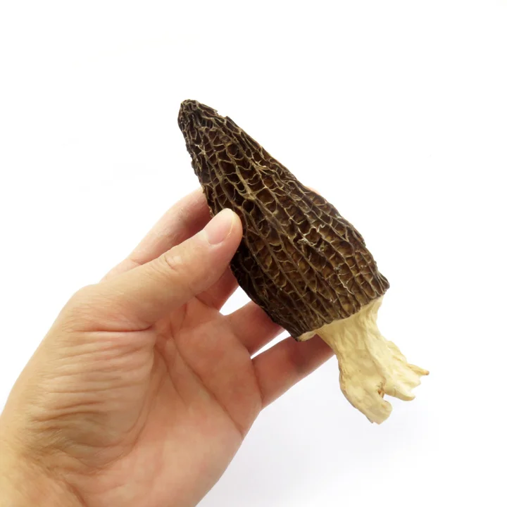 New Products 2022 Agriculture Buyer Favorite Edible Reasonable Morels Mushroom Price Of Morchella Mushroom