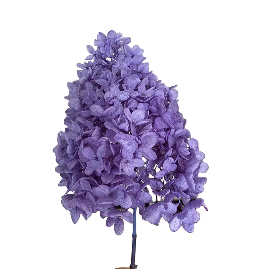 wholesale ins popular real natural dried hydrangeas tower hydrangea preserved cone hydrangea for home events hotel wedding decor