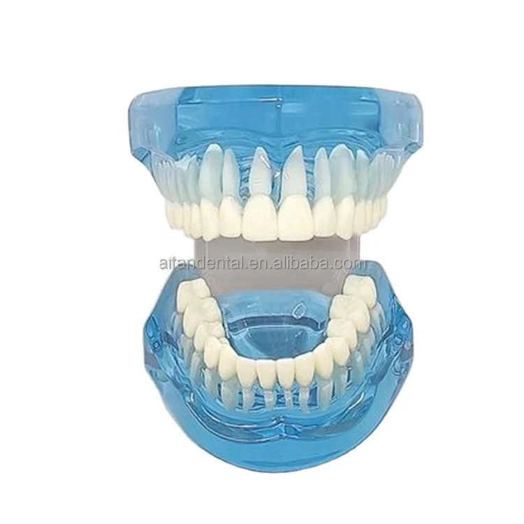 Стандартная модель зубов [Aifan Dental] практичные накладные зубы M7001 стандартная