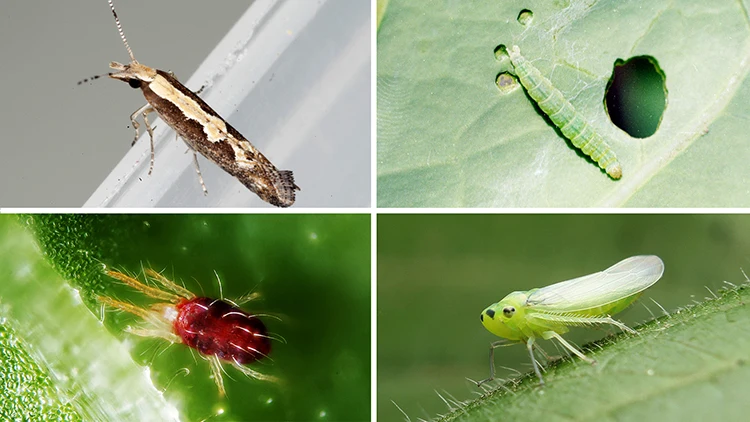 
pesticide Diafenthiuron 97%TC noval Insecticide/Acaracide, insect killer 