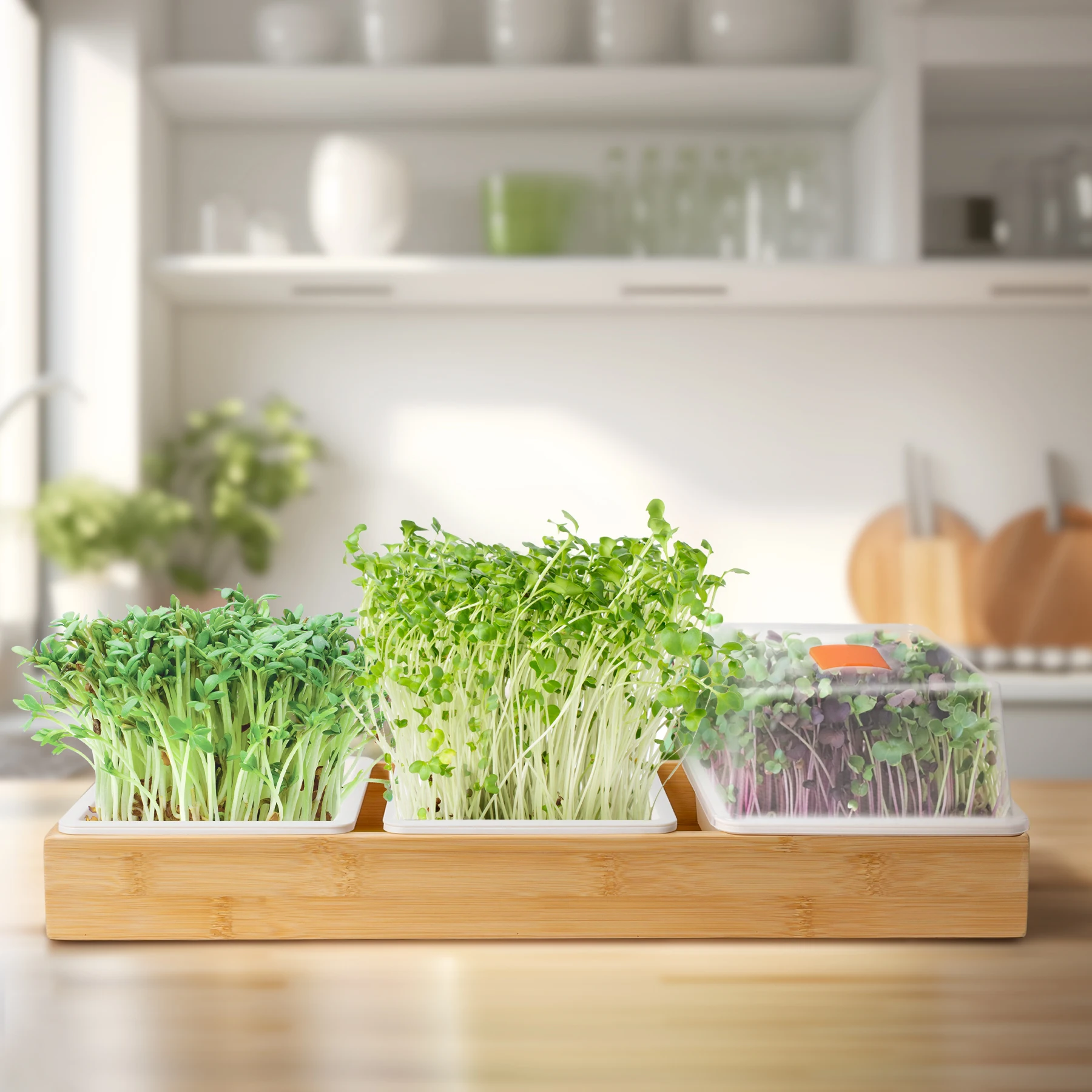 J&C Home Using Bamboo Made Trays Germinate Seed Easy Start Germination Tray Microgreens Harvest in 7 Days Grass Trays