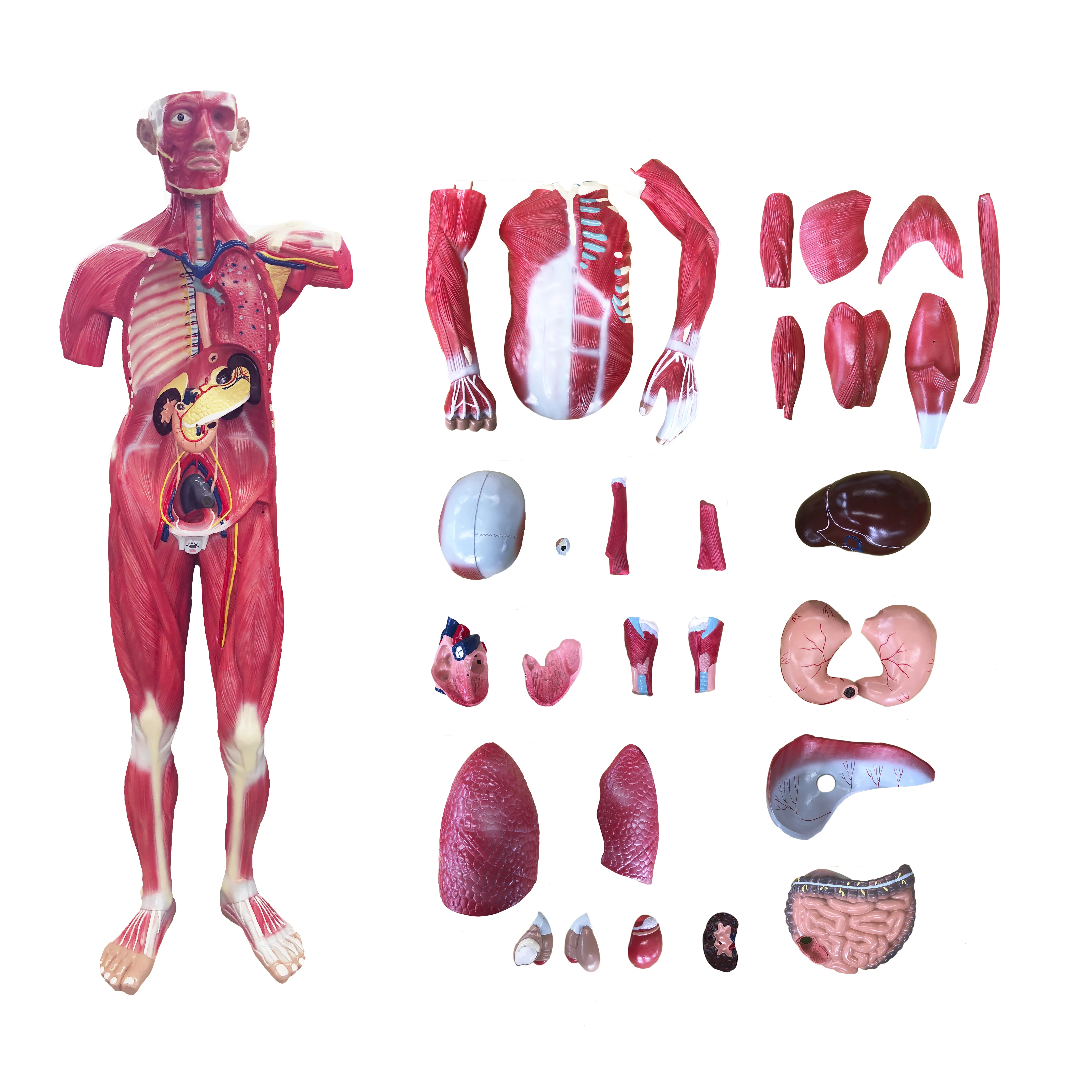 170cm Life Size Human Body Muscle Anatomical Model With Internal Organs