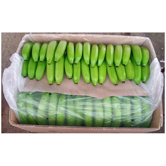 Wholesale Fresh Premium Banana - High Quality, Best Price, Directly from Producers in Mexico from MX