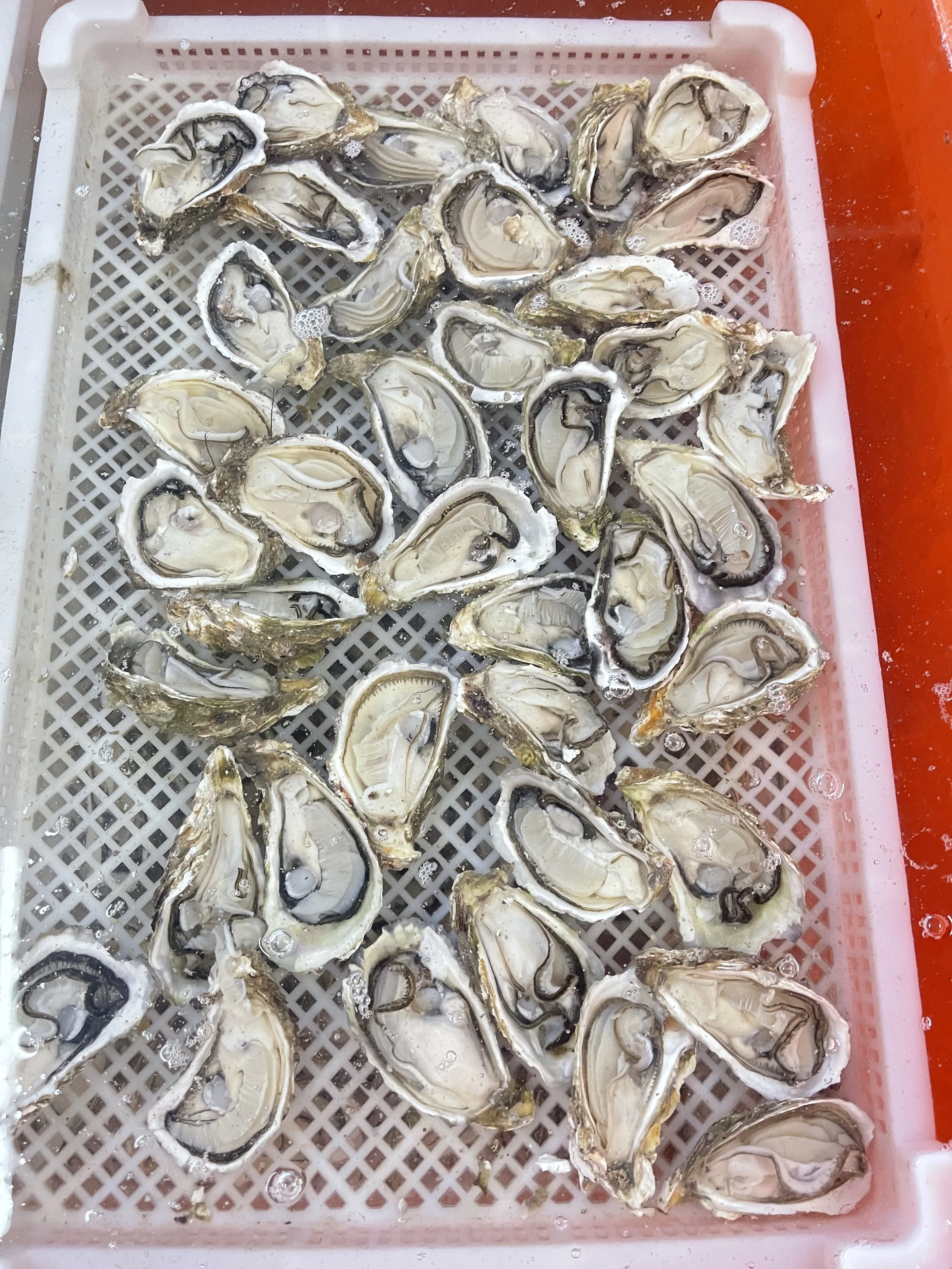 Wholesale Top Quality Seafood Supplier Frozen Oysters With Shell