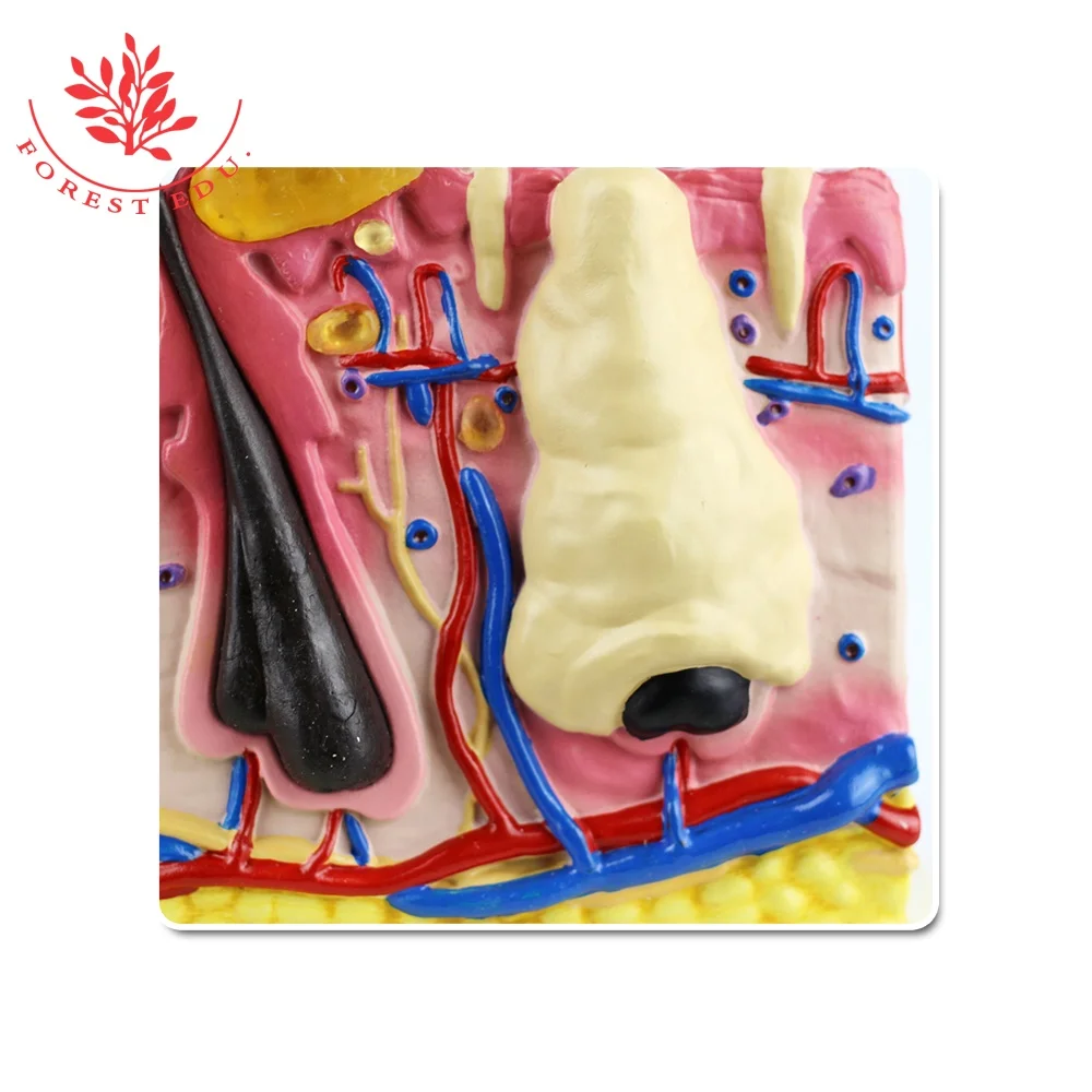 Canine Skin with Flea Bite anatomical model Canine Dog Skin Model