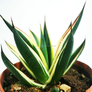 Natural bonsai indoor plant sansevieria