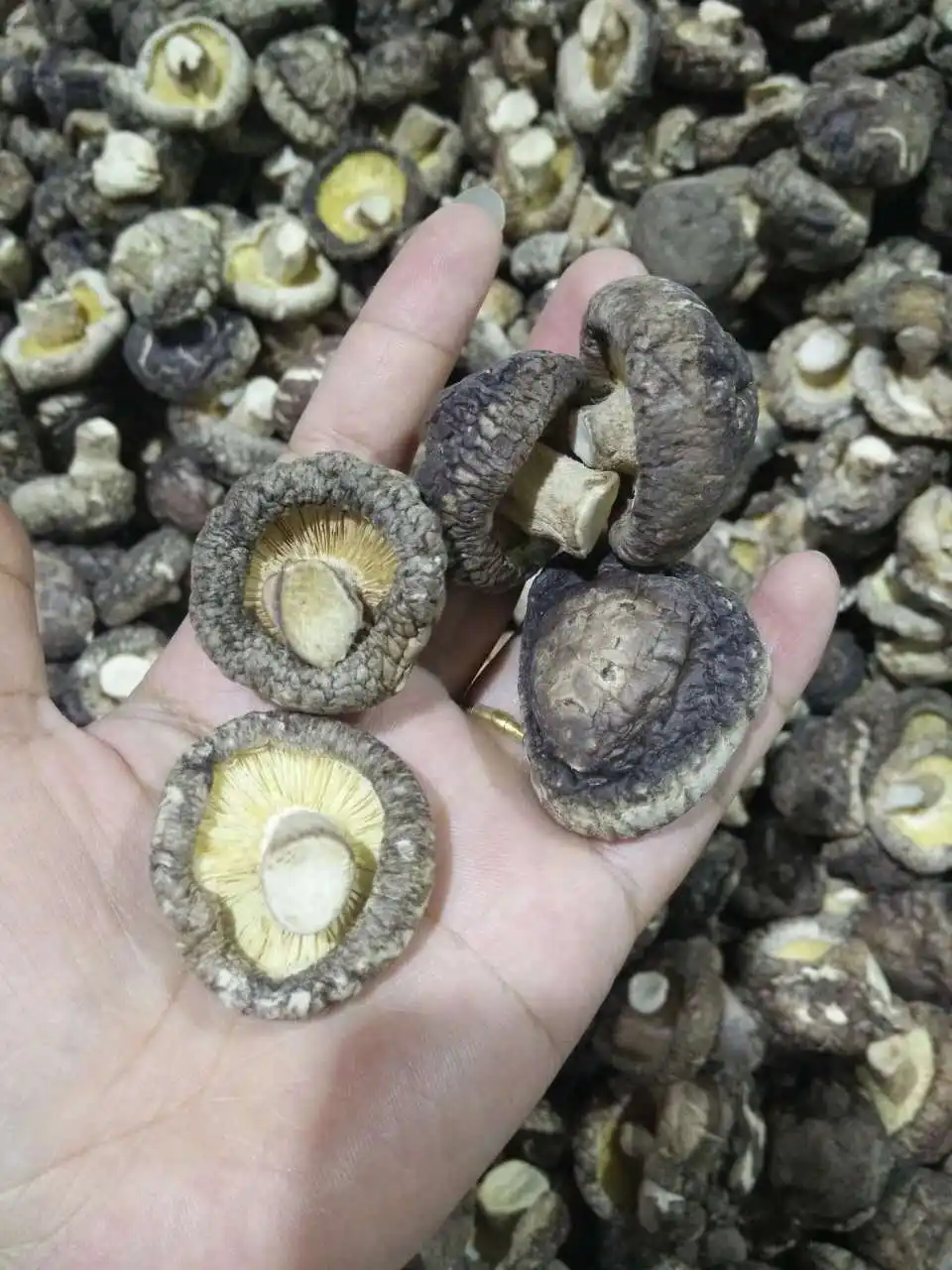 factory wholesale Dehydrated mushroom