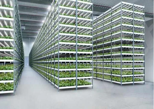 Low Cost Greenhouse Growing Light T5 6400K Cold White Grow Light Fixture