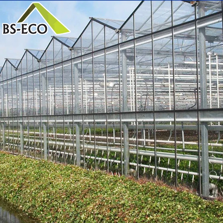 Venlo Multi-span Glass Greenhouse for Commercial with Indoor Hydroponic NFT Systems