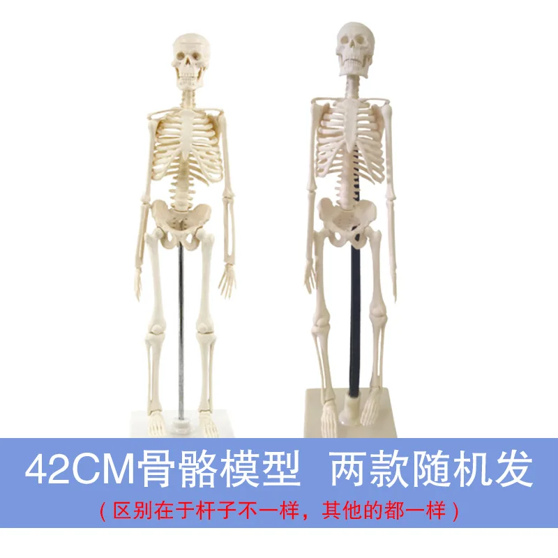 high quality 170 cm skeleton model Medical educational anatomy model toy figure plastic human life size
