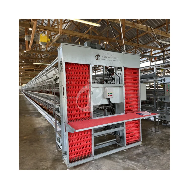 Automatic Egg Laying Hens Cages Chicken Coop For 20000 Hens Poultry Farm Nigeria Branch