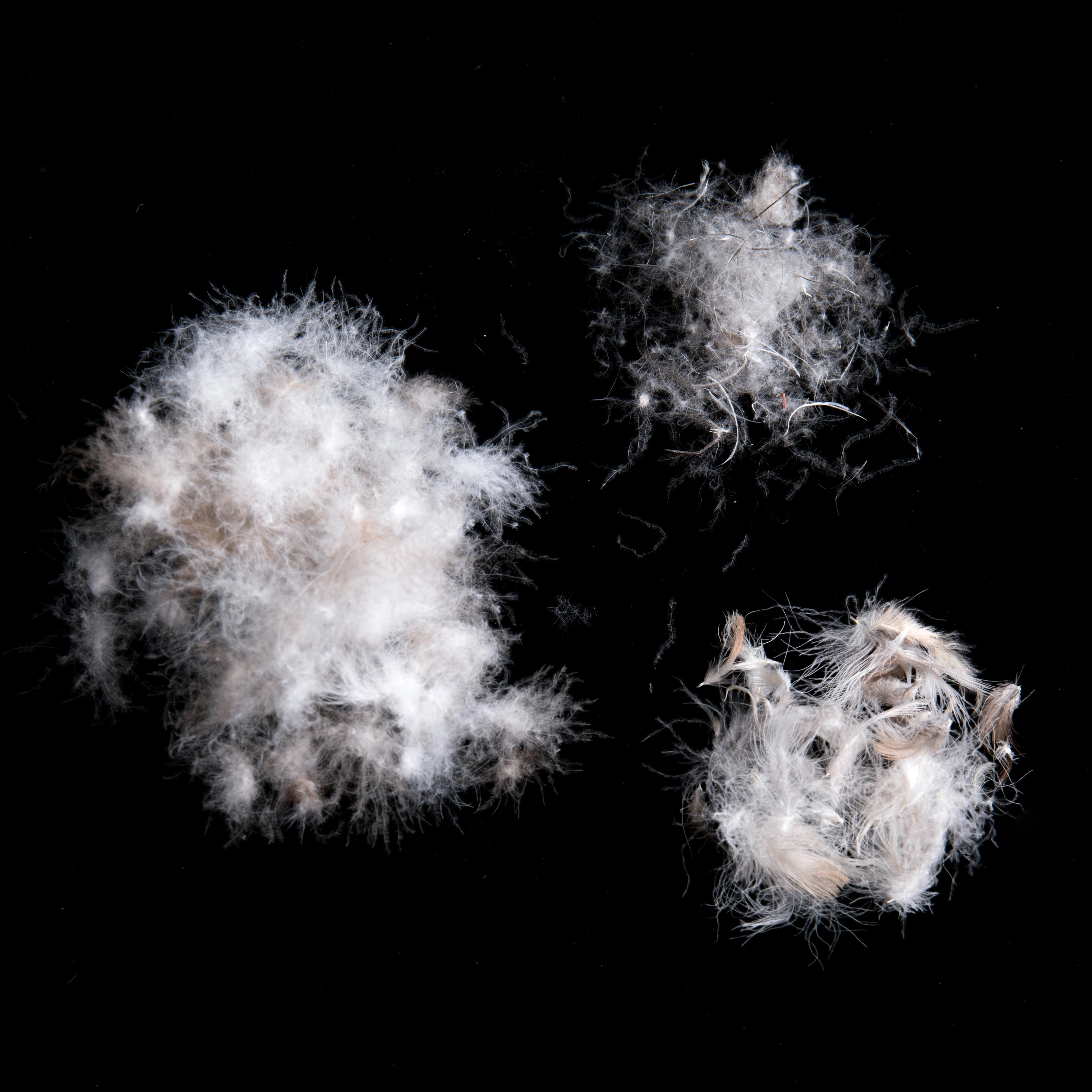 
Hot Sale 95% Washed Grey Muscovy Fabric Clothing Down Feather 