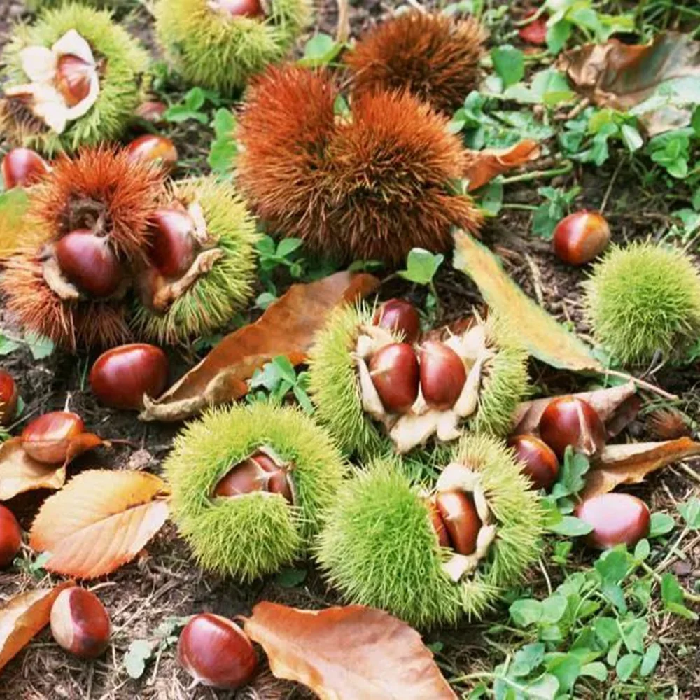 Wholesale Chestnuts individual package Chestnuts cheap prices