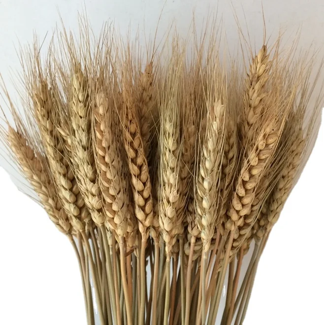 Dried natural Wheat,  wheat stems grass flower for home wedding party theme decoration