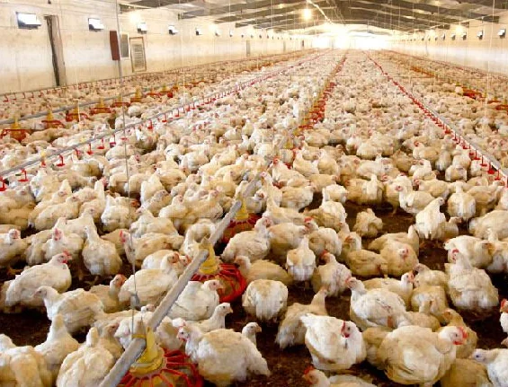 Floor Type Poultry Management Feeder with Automatic Feeding System