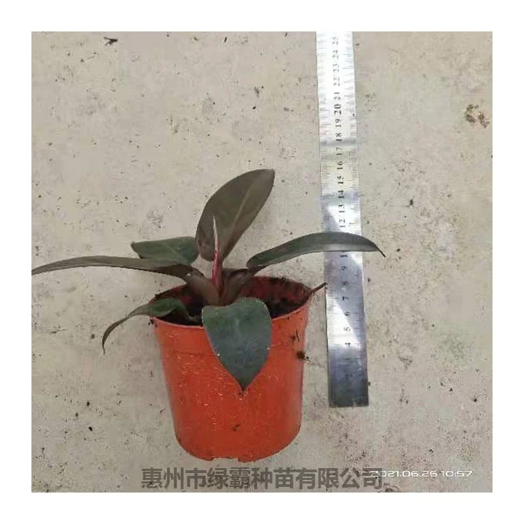 Новое поступление, многоцветное красное растение aglonema, бонсай