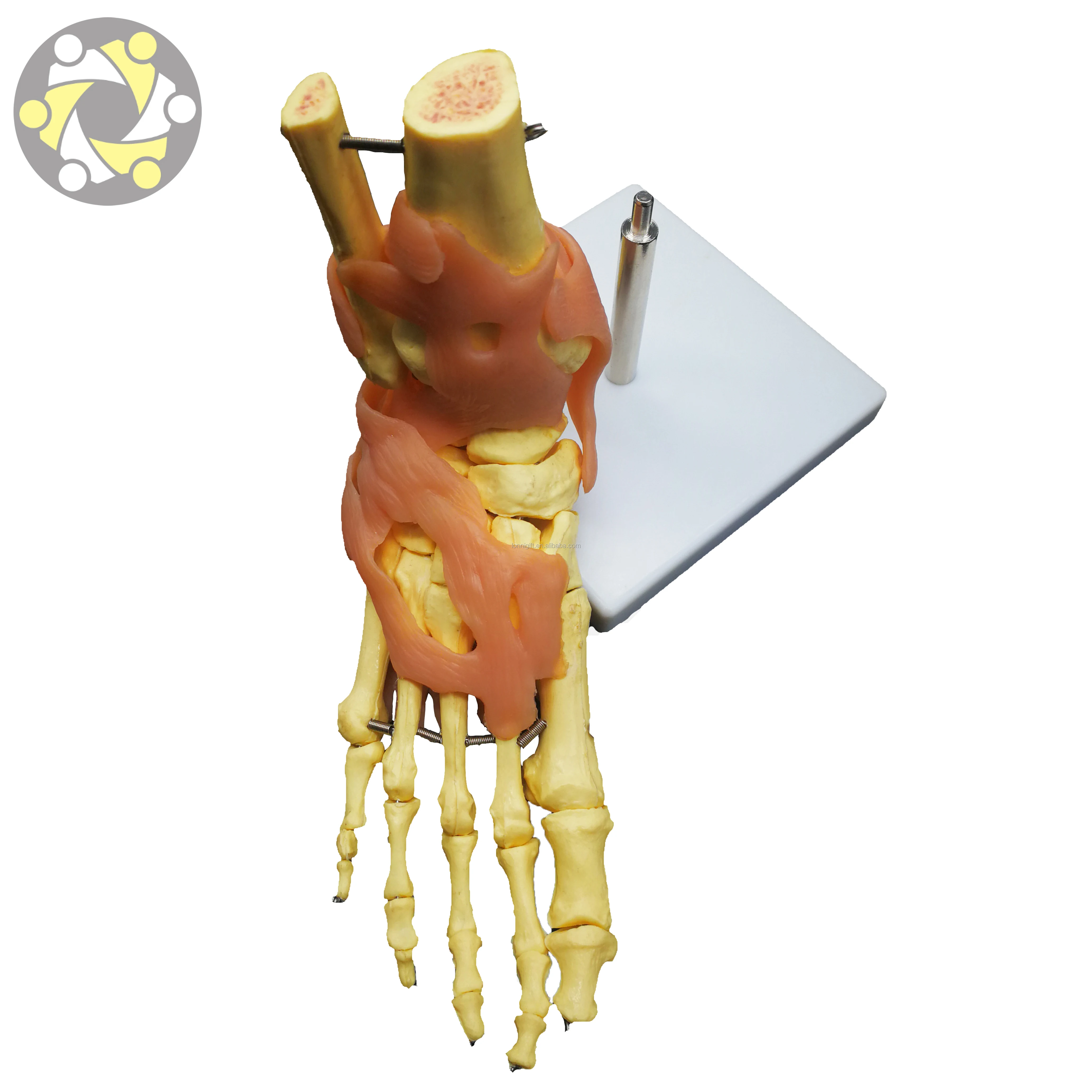 Medical science foot Joint Skeleton Model with Ligaments Bone model