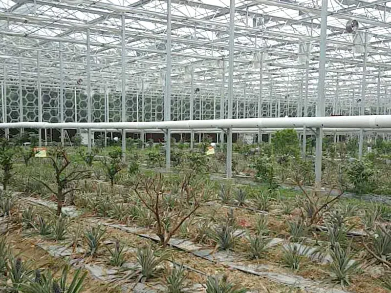 Intelligent Automatic Control Glass Green House Commercial Greenhouse For Sale