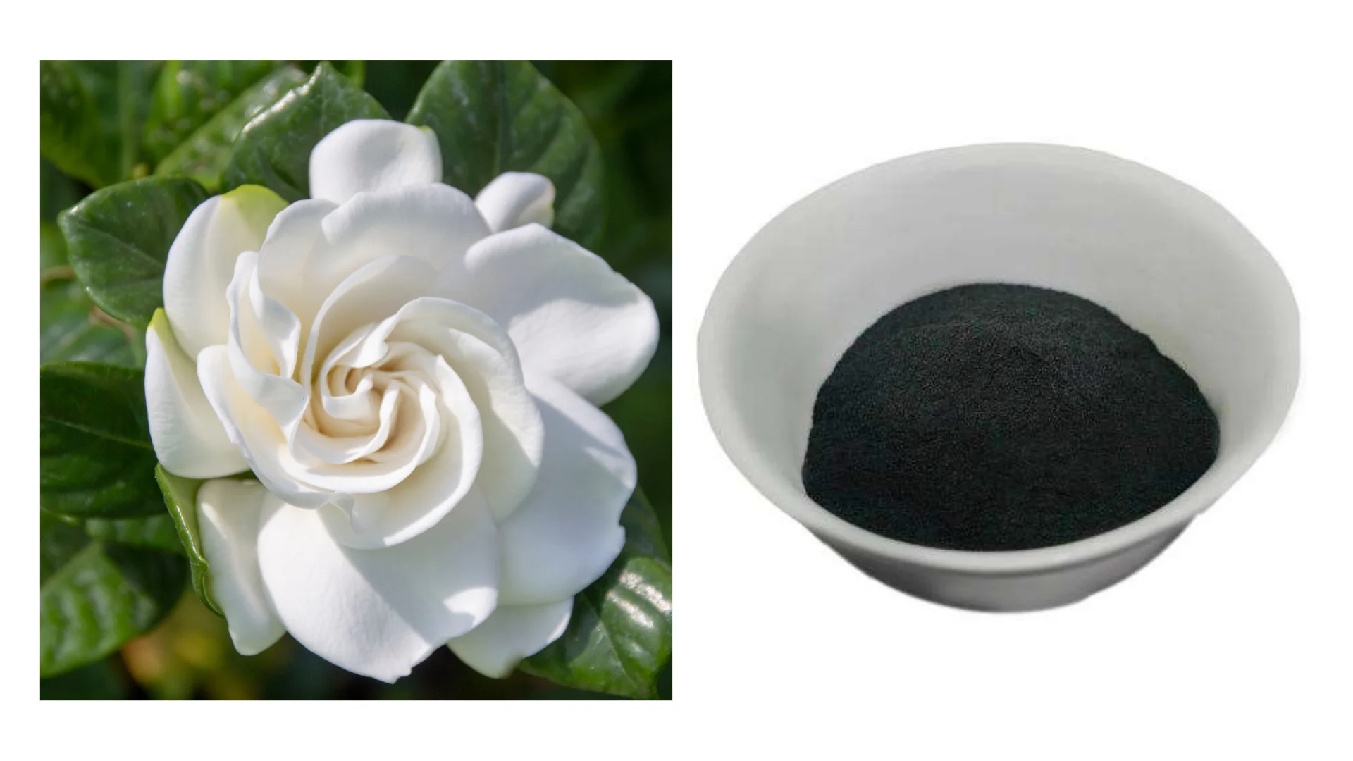 Gloryage Gardenia Paradis Lipgloss Powder Pigment Maltodextrin, Gardenia Florida Extract Gp-Black Permanent Powder