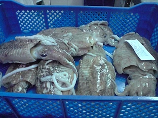 
cuttlefish 