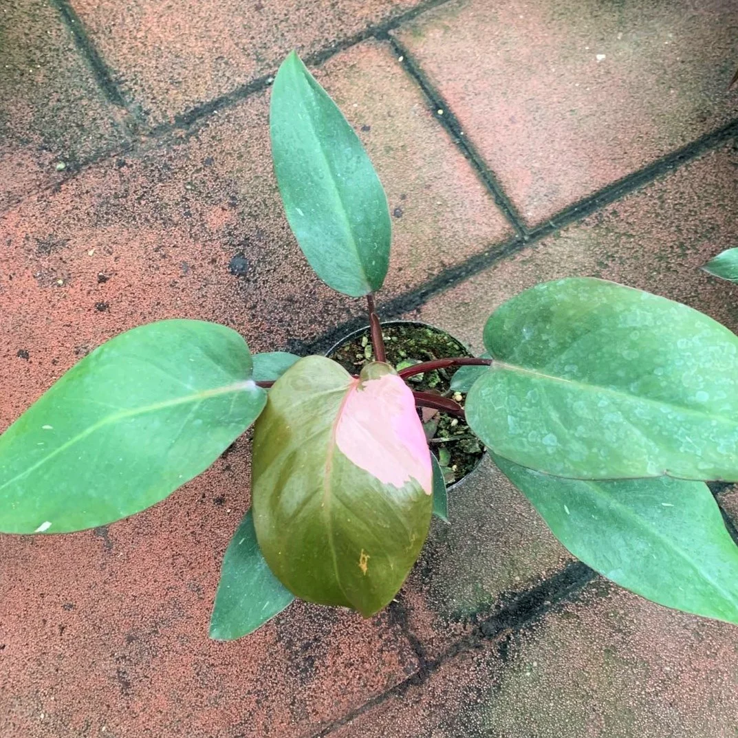 Оптовая продажа филодендрон натуральный план филодендрон розовый принцесса живые растения для декоративных