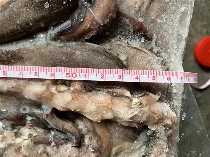 New landing Sexual tentacle of indian squid