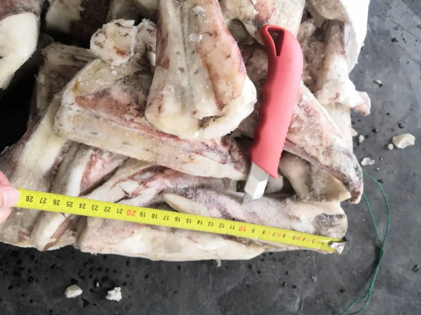 Frozen Giant Squid Tip  tail squid ink powder thailand market