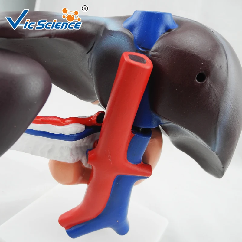 Liver, Pancreas and Duodenum Model anatomical pancreas model human digestive system model Duodenum Mode