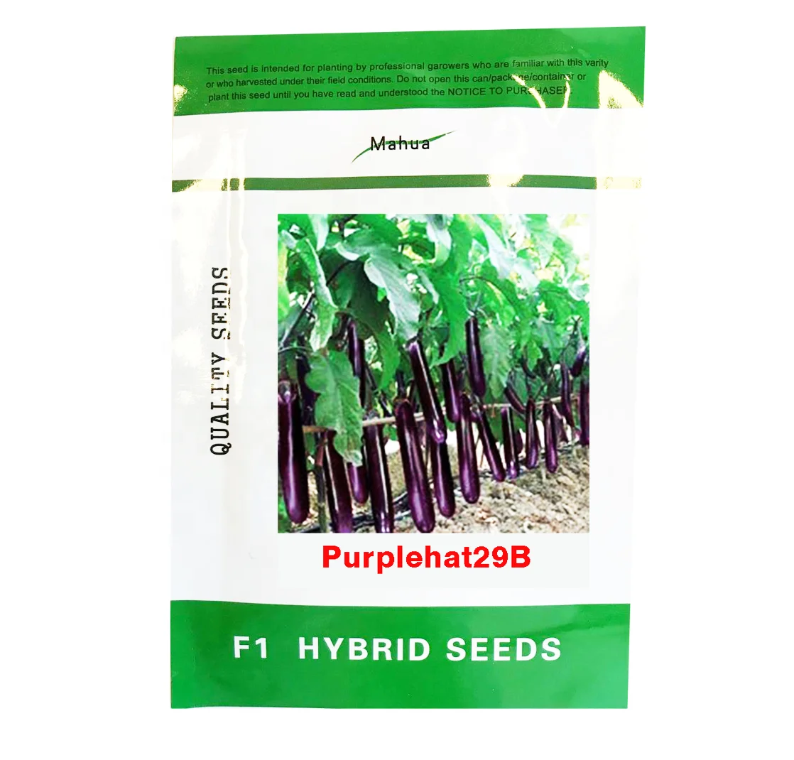 
F1 hybrid eggplant seeds with high yield virus resistance,rich vitamin E, anti-aging,contains trigonelline and choline, which lo 