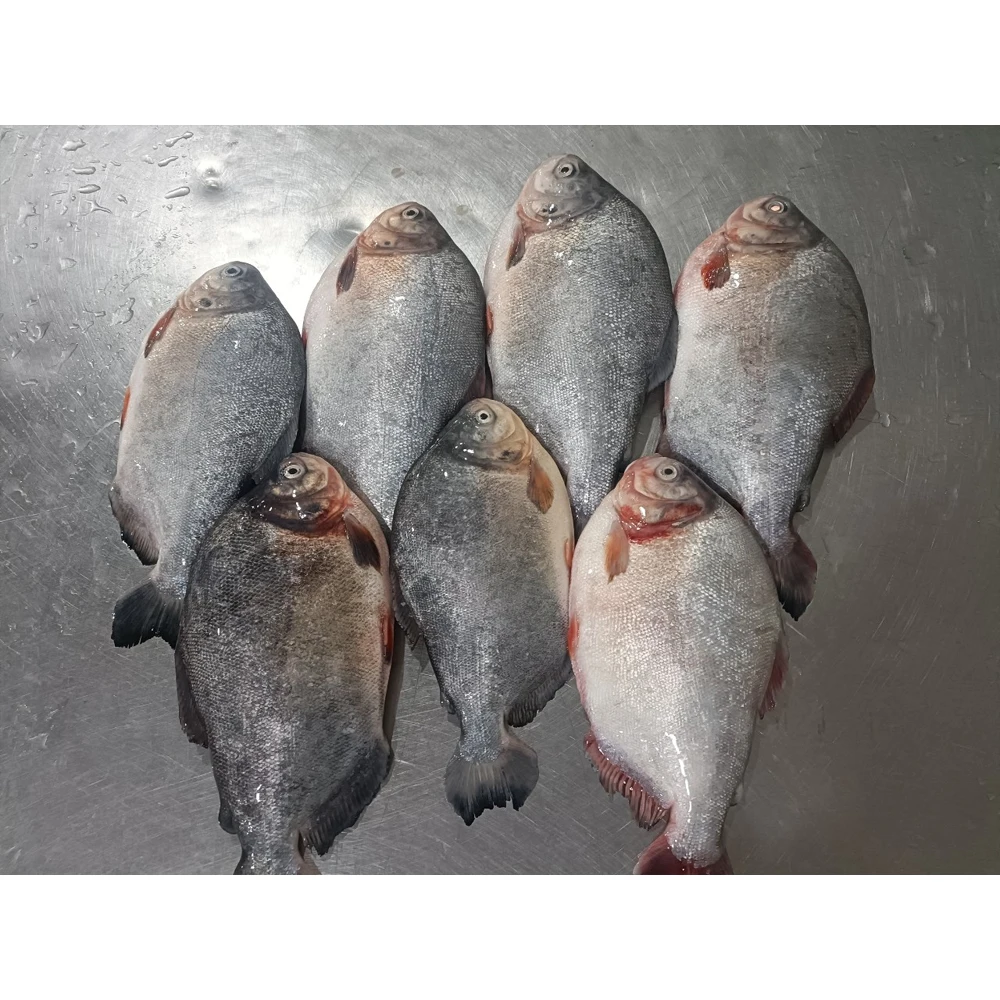 Red pacu frozen red pompano fish frozen pomfret fish frozen red pomfret fish