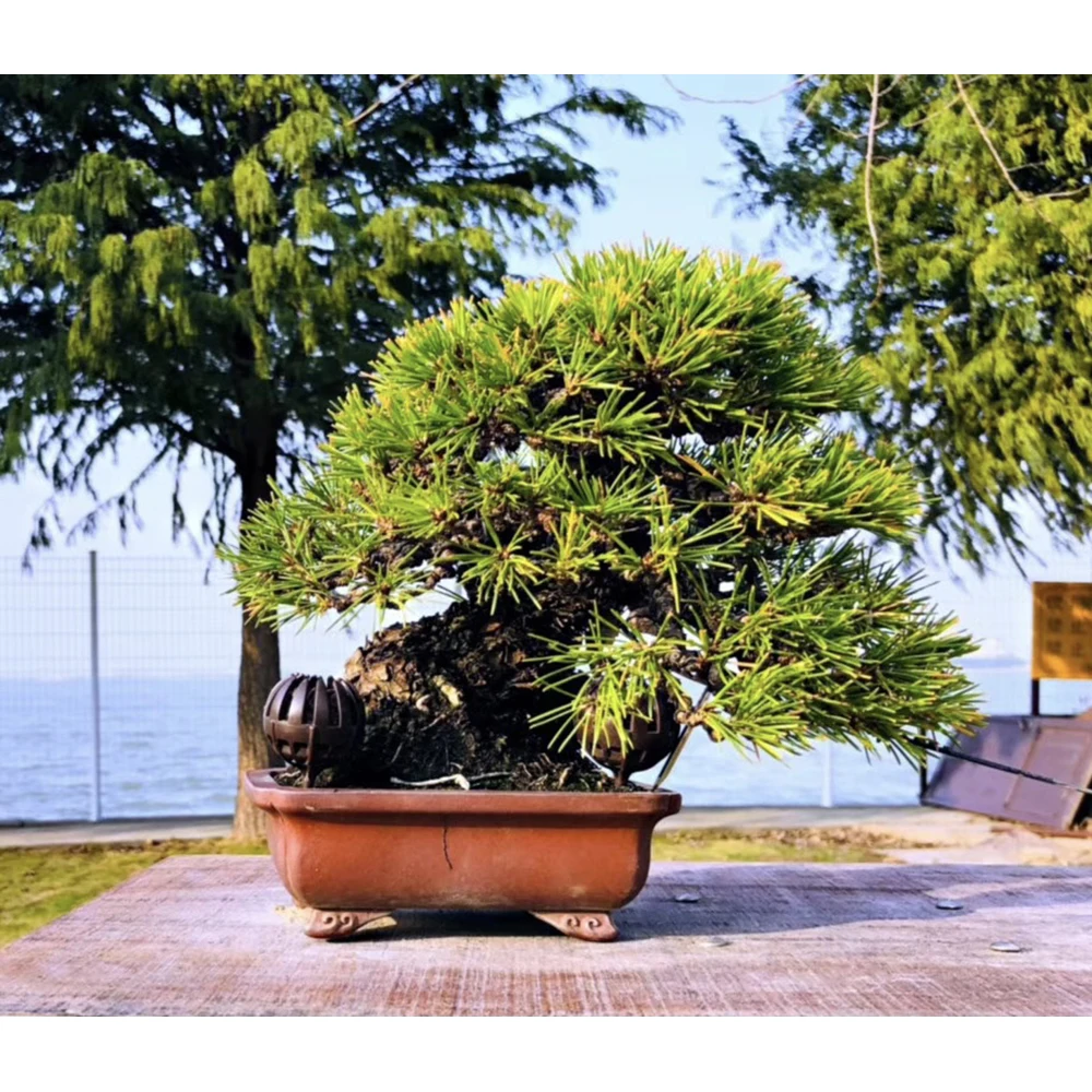 
Home And Garden Wholesale High Quality Live Real Bonsai Japanese Tree 