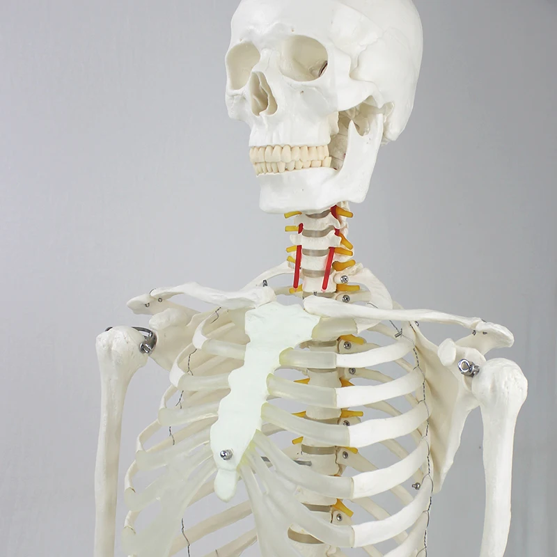 Factory direct supply teaching model skeleton miniature plastic skull model