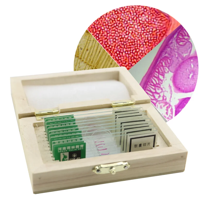 Зоологии подготовлены шлепанцы без задника с открытыми пальцами 2-элементный стадии яйцо морской еж W.M.