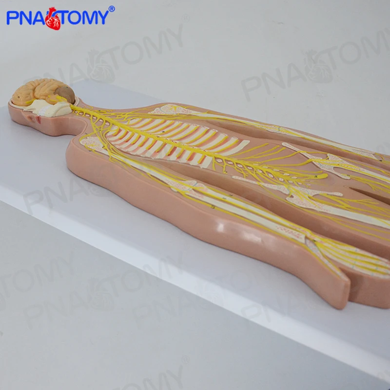 Human Nervous System Anatomical Model Brain Anatomy Spine and Skeleton Nerves Educational Equipment Medical Sciences