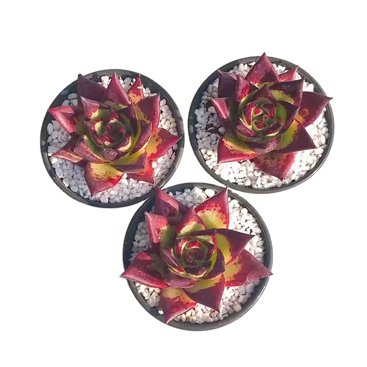 
wholesale crimson beautiful decorations tabletop led grow light mix cheap live succulent plants 