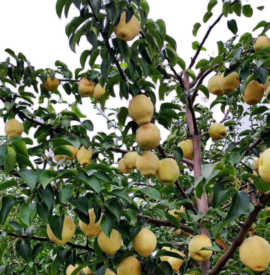 Fresh Fruit Shanong Su Pear,Local plant base directly supply