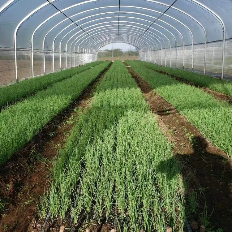 High strength commercial plastic agriculture PE membrane tunnel greenhouse flower vegetable frame greenhouse