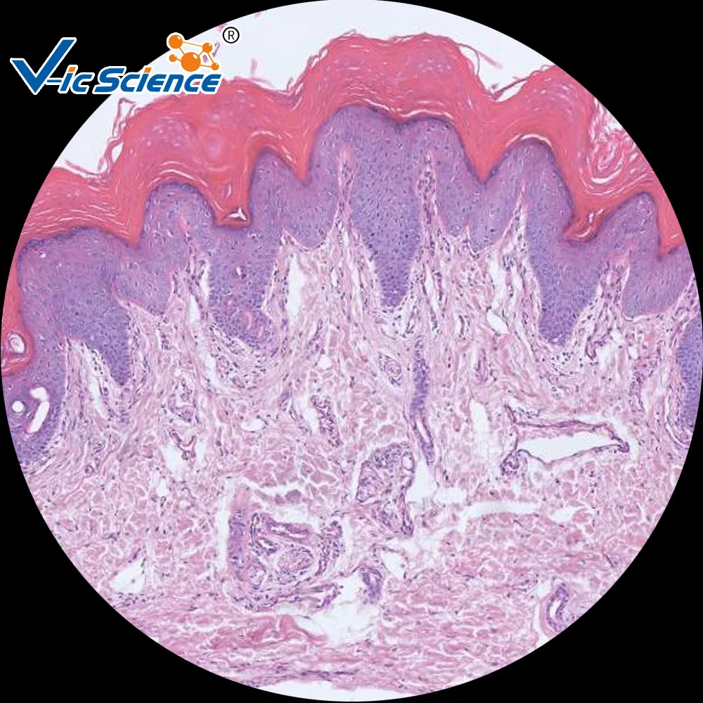 human histology microscope prepared teaching slides(100kinds) histology slide