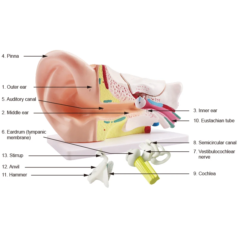 Anatomy Model Educational Anatomy Models For Medical Students Ear Anatomy Model